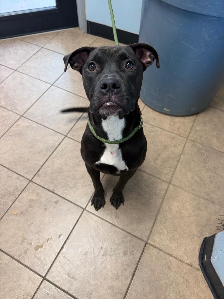 Enlarge Bridget, a Adoptable mixed breed in Marion, OH image 2/2