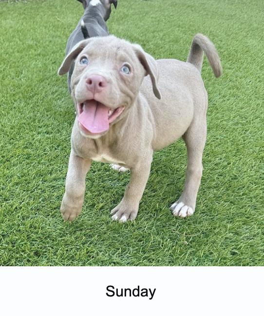 Dog for adoption Silver Sisters, a Blue Lacy Mix in North East, MD