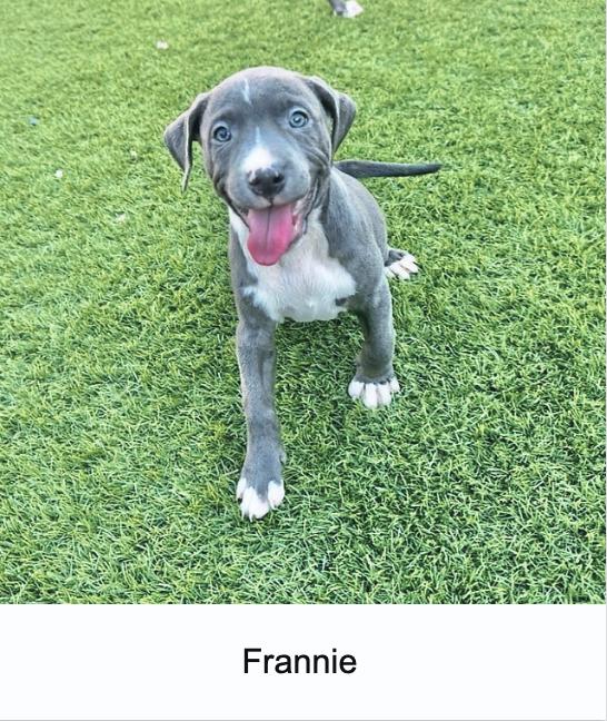 Dog for adoption Silver Sisters, a Blue Lacy Mix in North East, MD