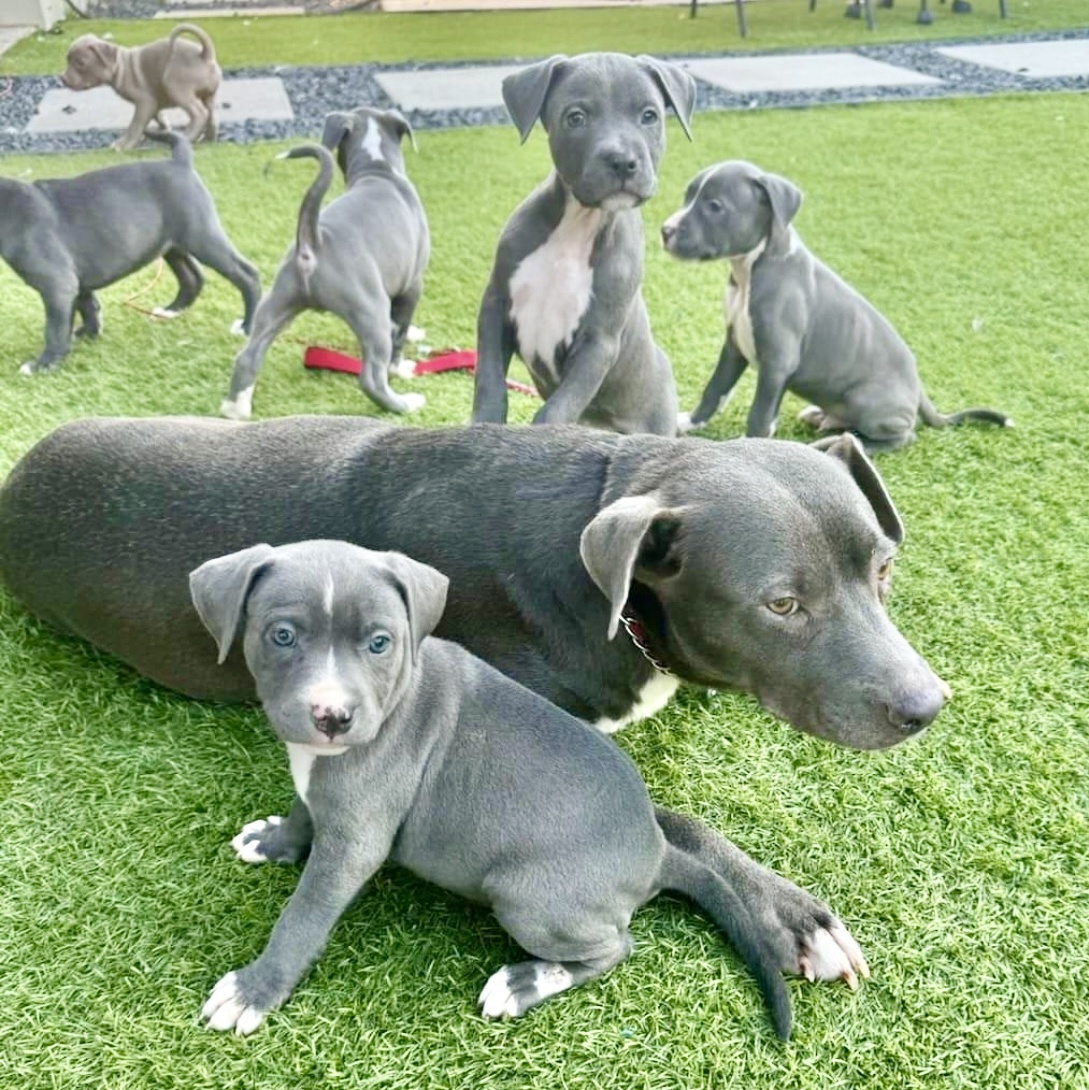 Dog for adoption Silver Sisters, a Blue Lacy Mix in North East, MD