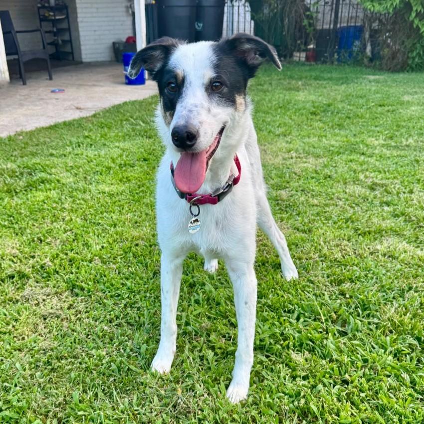 Kona (available for transport to the PNW), Adoptable, Adult Male Border Collie.