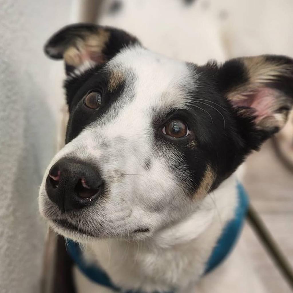 Enlarge Kona (available for transport to the PNW), a Adoptable mixed breed in Kent, WA image 3/6