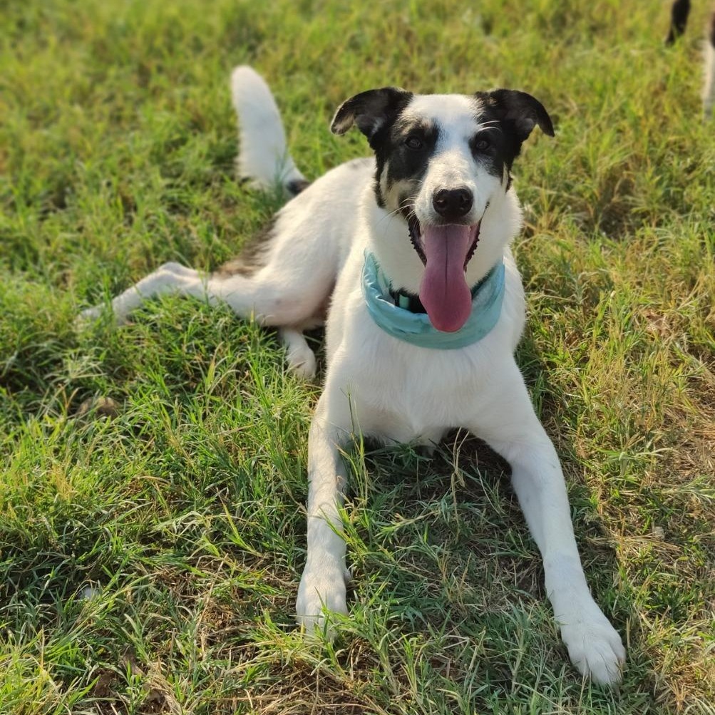 Enlarge Kona (available for transport to the PNW), a Adoptable mixed breed in Kent, WA image 6/6