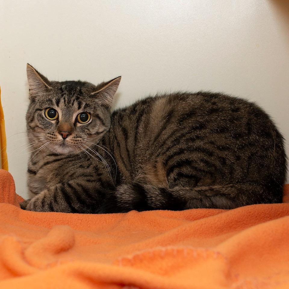 Enlarge Henrietta, a Adoptable Domestic Short Hair in Troy, OH image 1/2
