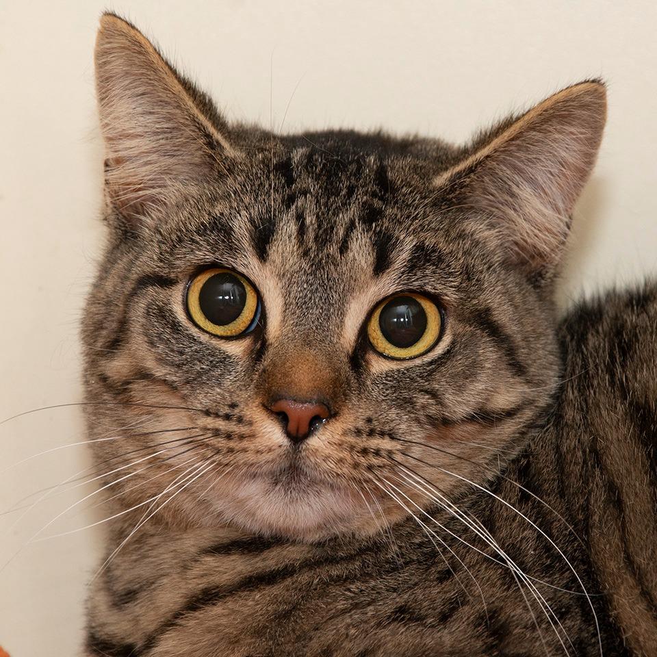 Enlarge Henrietta, a Adoptable Domestic Short Hair in Troy, OH image 2/2