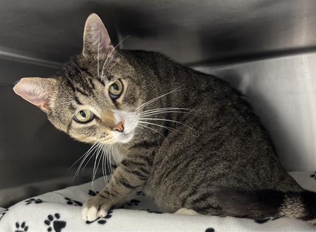 MILO, Adoptable, Adult Male Domestic Short Hair.