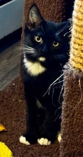 Enlarge Alice in Wonderland Kitties, a ADOPTABLE Domestic Short Hair in Wayland, MA image 6/6