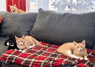 Enlarge Alice in Wonderland Kitties, a ADOPTABLE Domestic Short Hair in Wayland, MA image 1/6