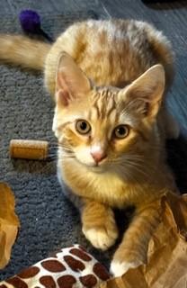 Enlarge Alice in Wonderland Kitties, a ADOPTABLE Domestic Short Hair in Wayland, MA image 3/6