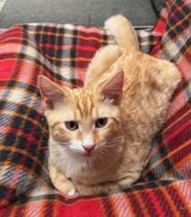 Enlarge Alice in Wonderland Kitties, a ADOPTABLE Domestic Short Hair in Wayland, MA image 2/6