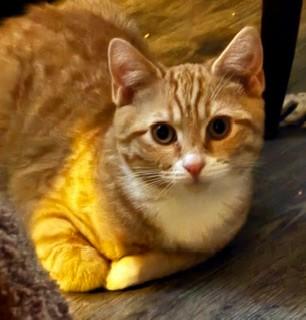 Enlarge Alice in Wonderland Kitties, a ADOPTABLE Domestic Short Hair in Wayland, MA image 5/6
