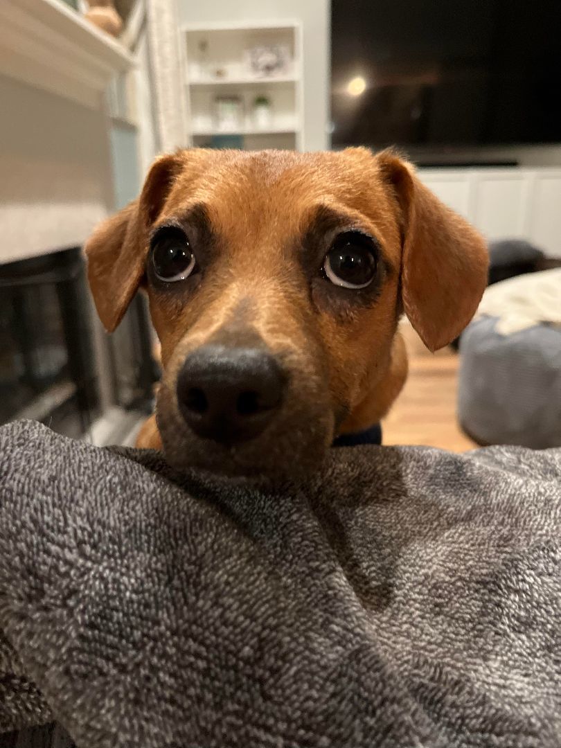 Enlarge Groot, a Adoptable mixed breed in Huntington, IN image 2/6