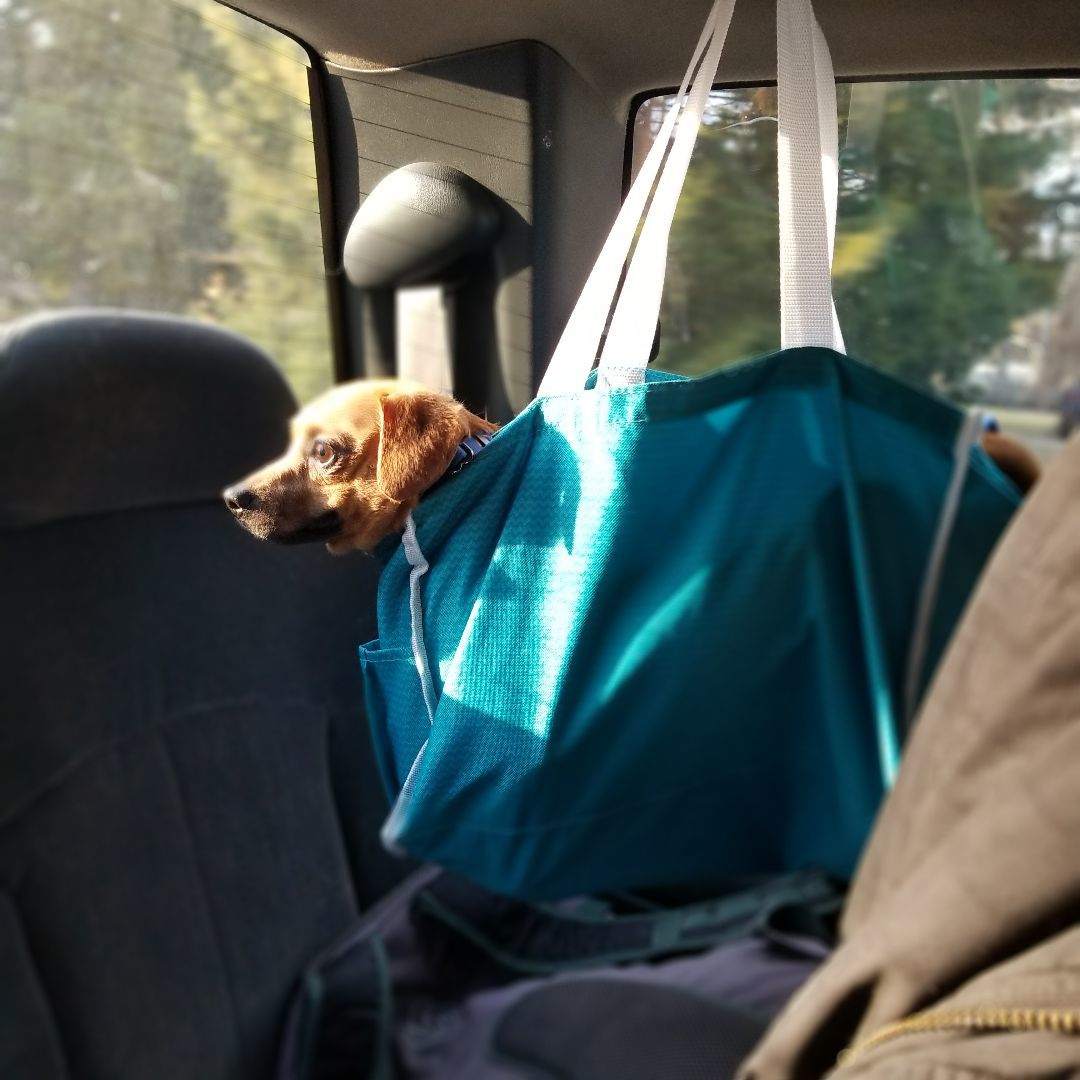 Enlarge Groot, a Adoptable mixed breed in Huntington, IN image 3/6