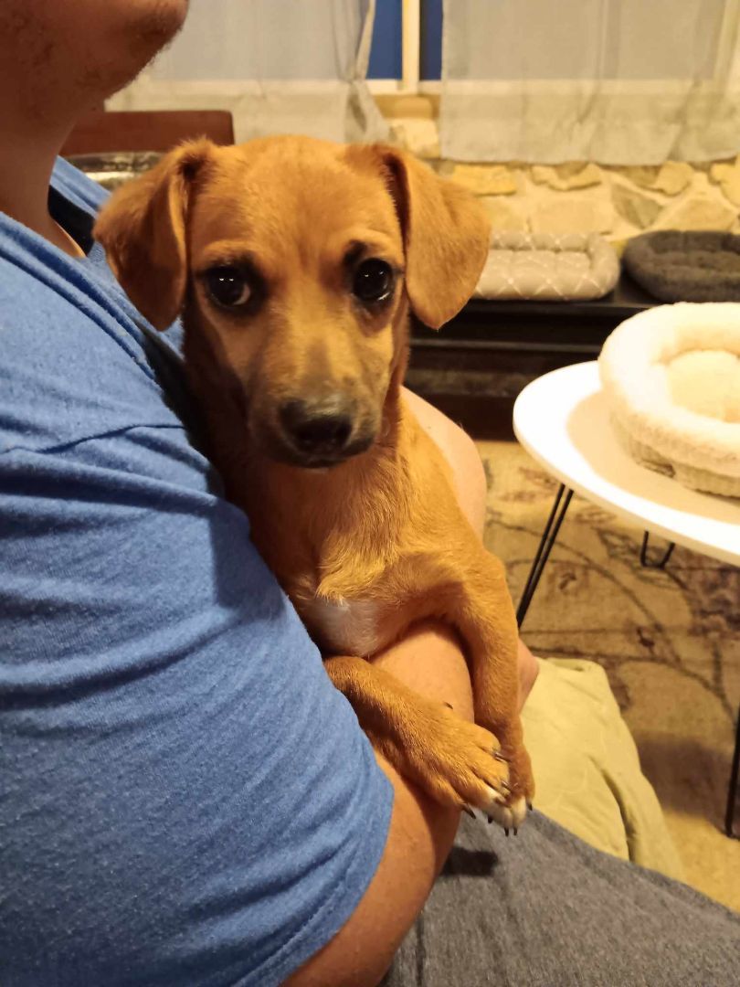 Enlarge Groot, a Adoptable mixed breed in Huntington, IN image 4/6