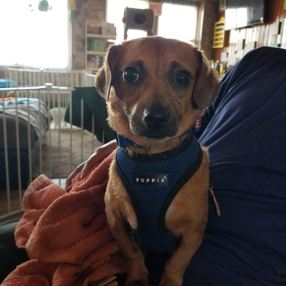 Enlarge Groot, a Adoptable mixed breed in Huntington, IN image 5/6