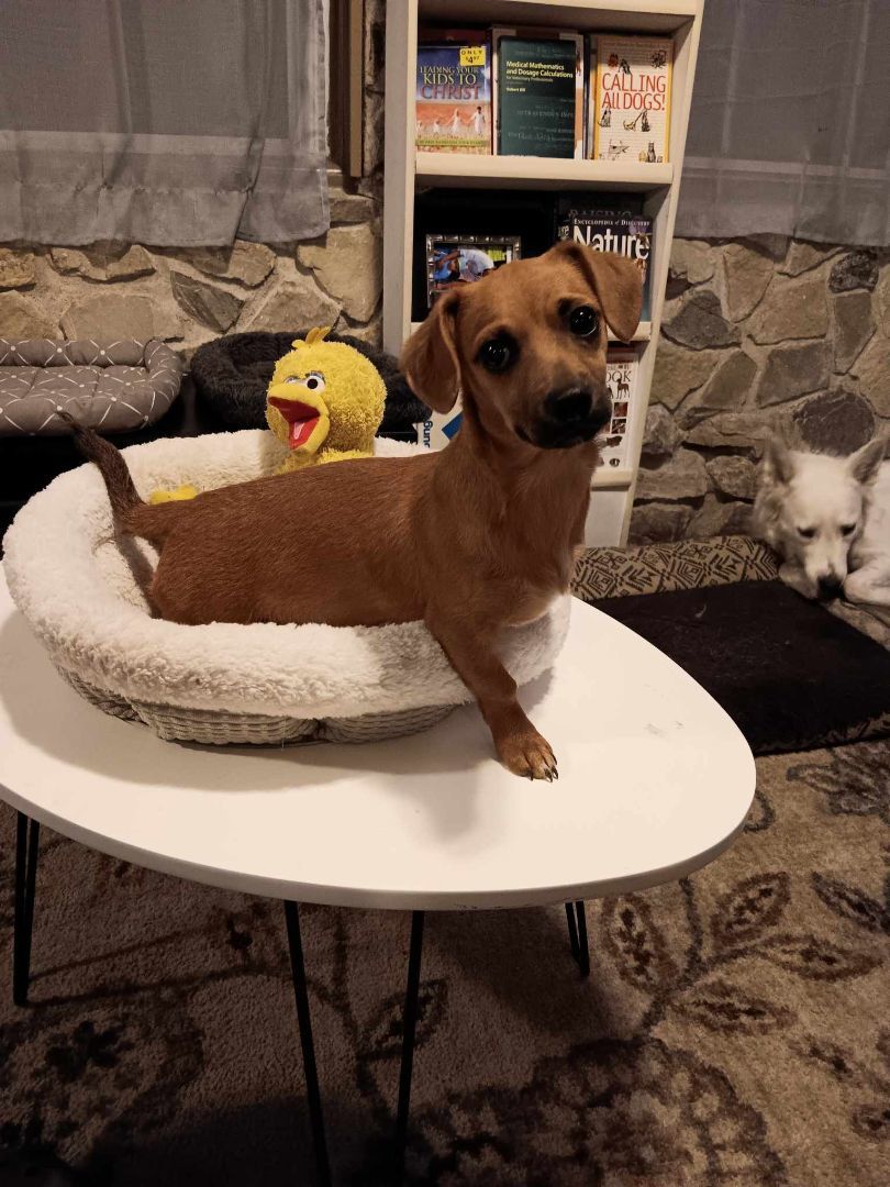 Enlarge Groot, a Adoptable mixed breed in Huntington, IN image 6/6