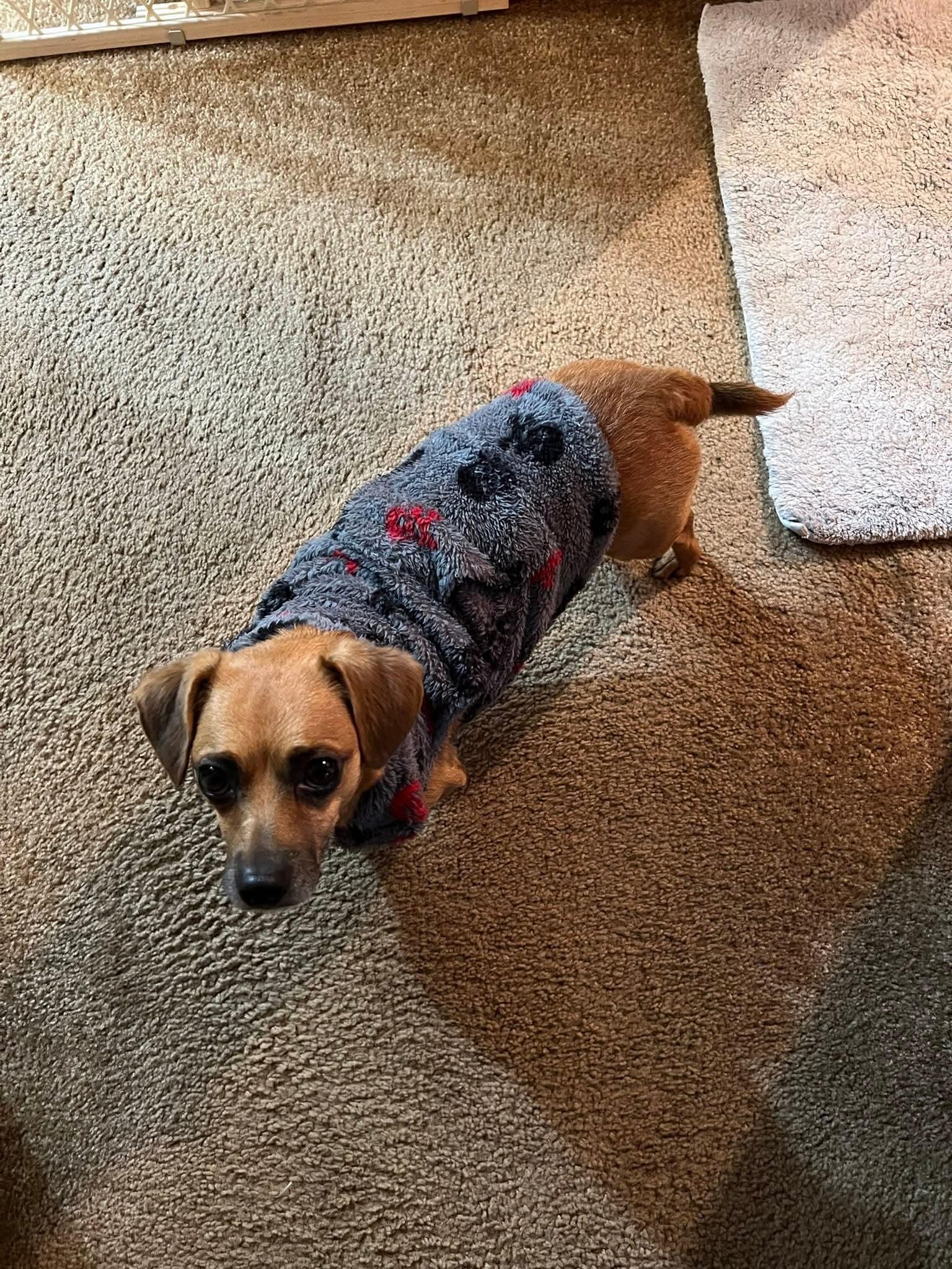 Groot, Adoptable, Young Male Dachshund & Pug.