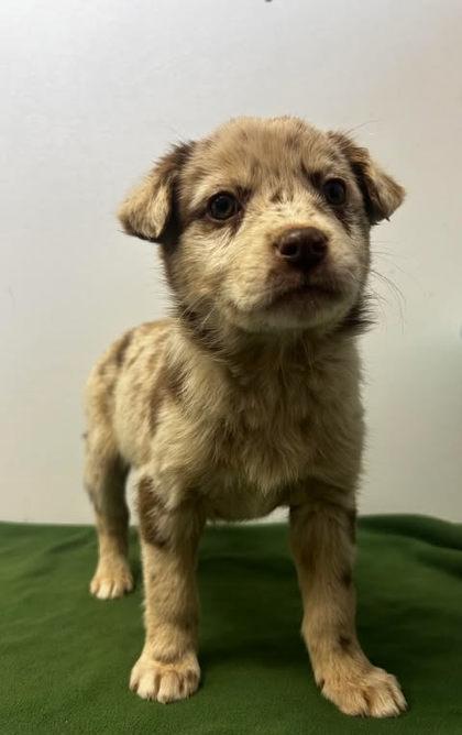 Enlarge MC Hammer Pants, a Adoptable mixed breed in Spruce Pine, NC image 1/1