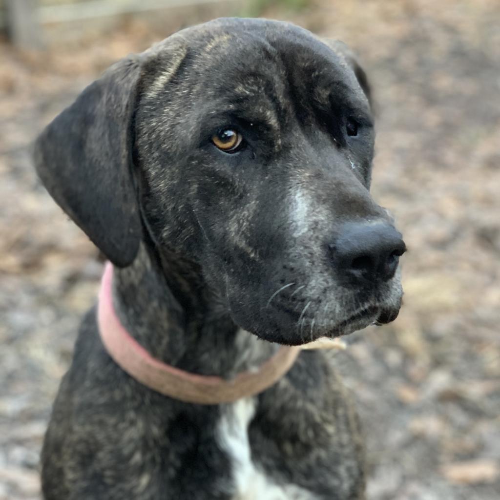 Berkley, a Adoptable mixed breed in Peachtree City, GA image 3/6