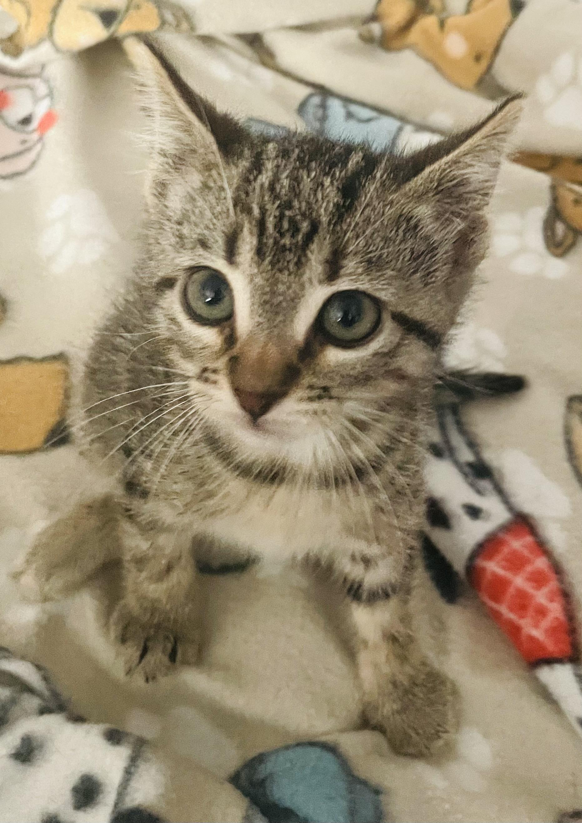 Onyx, a Adoptable mixed breed in Arlington, TX image 3/5