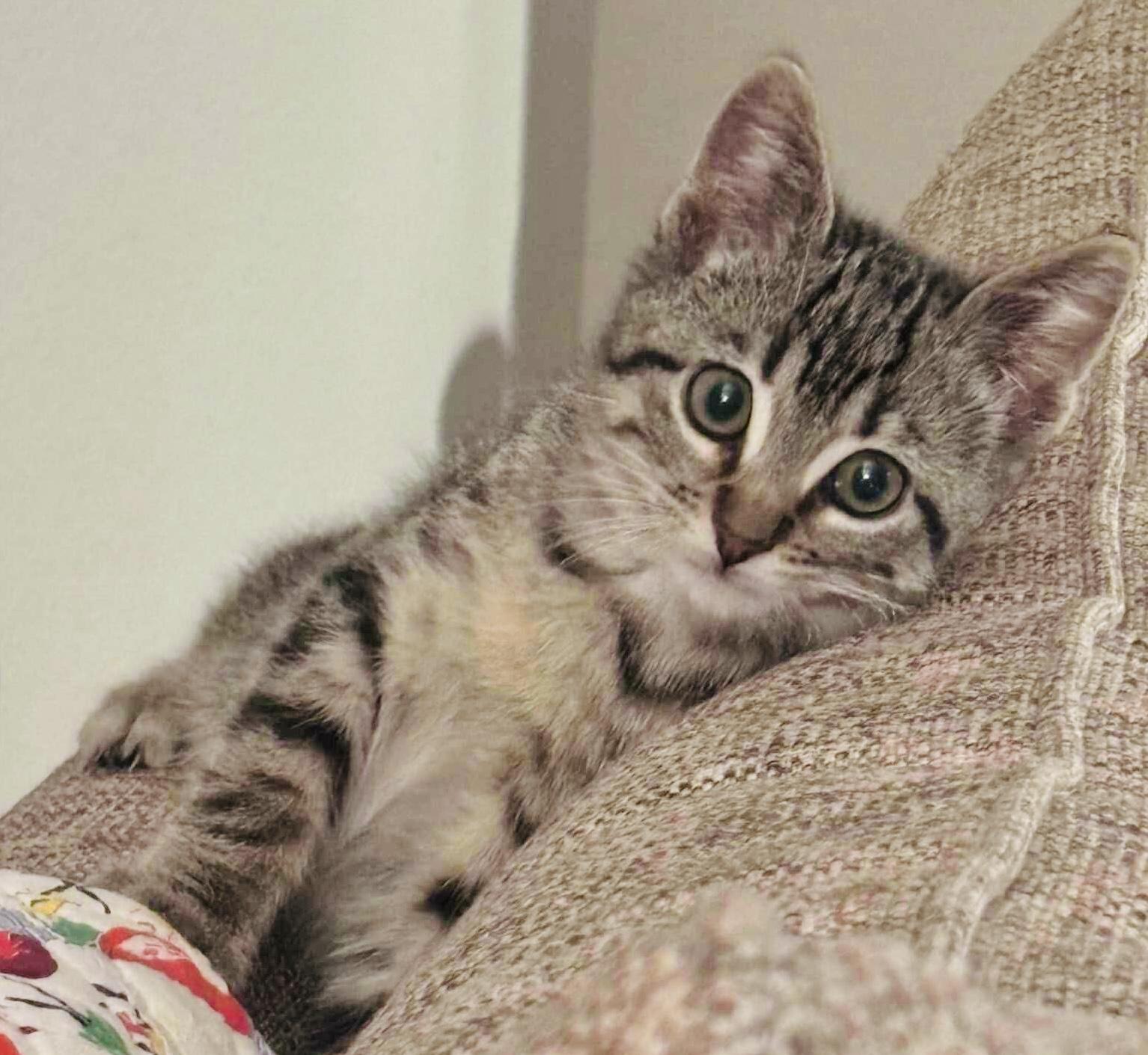 Onyx, a Adoptable mixed breed in Arlington, TX image 4/5