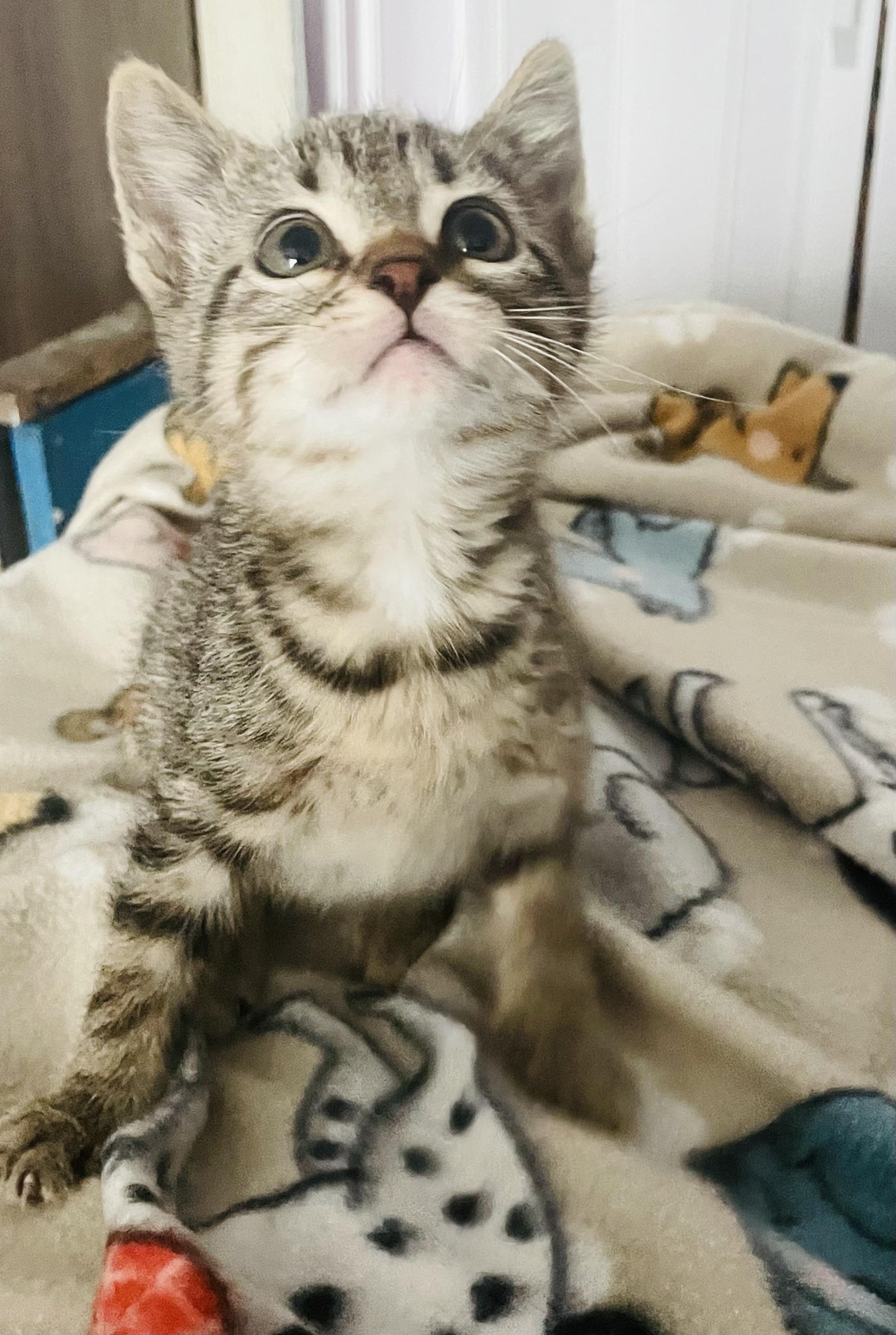 Onyx, a Adoptable mixed breed in Arlington, TX image 5/5