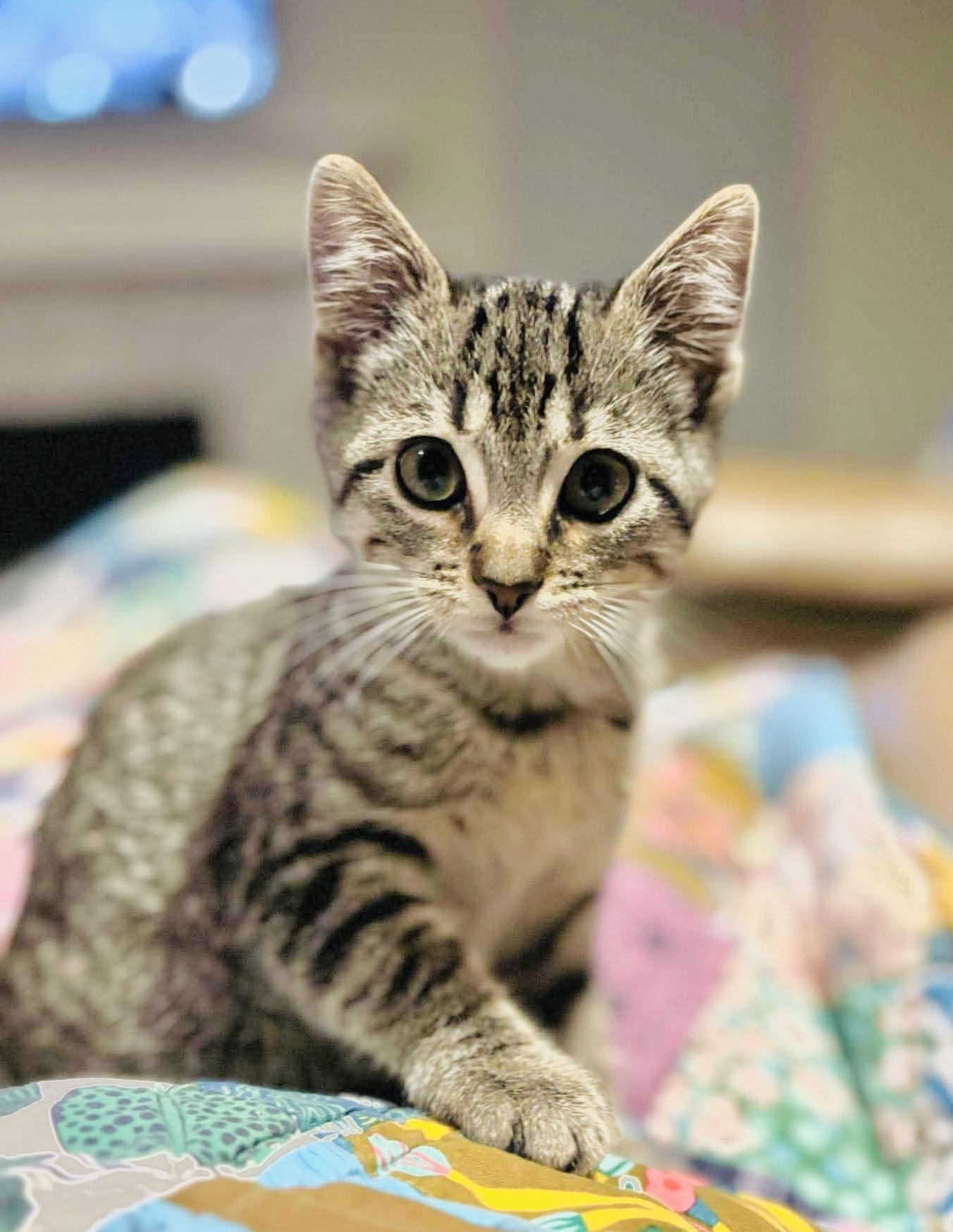 Onyx, a Adoptable mixed breed in Arlington, TX image 2/5