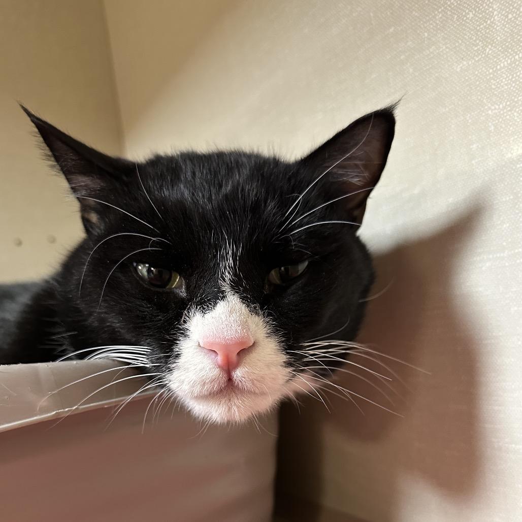 Carrot, Adoptable, Adult Male Domestic Short Hair.