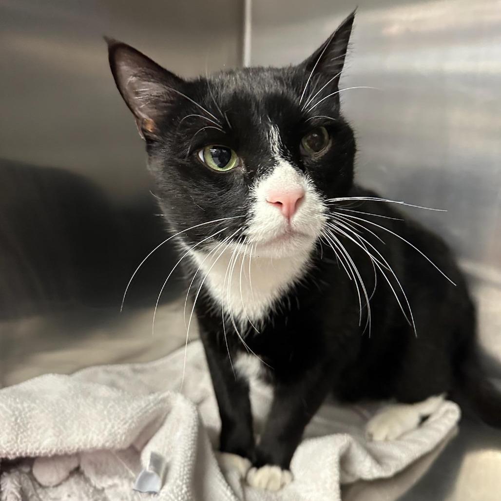 Enlarge Carrot, a Adoptable Domestic Short Hair in Spokane, WA image 2/4