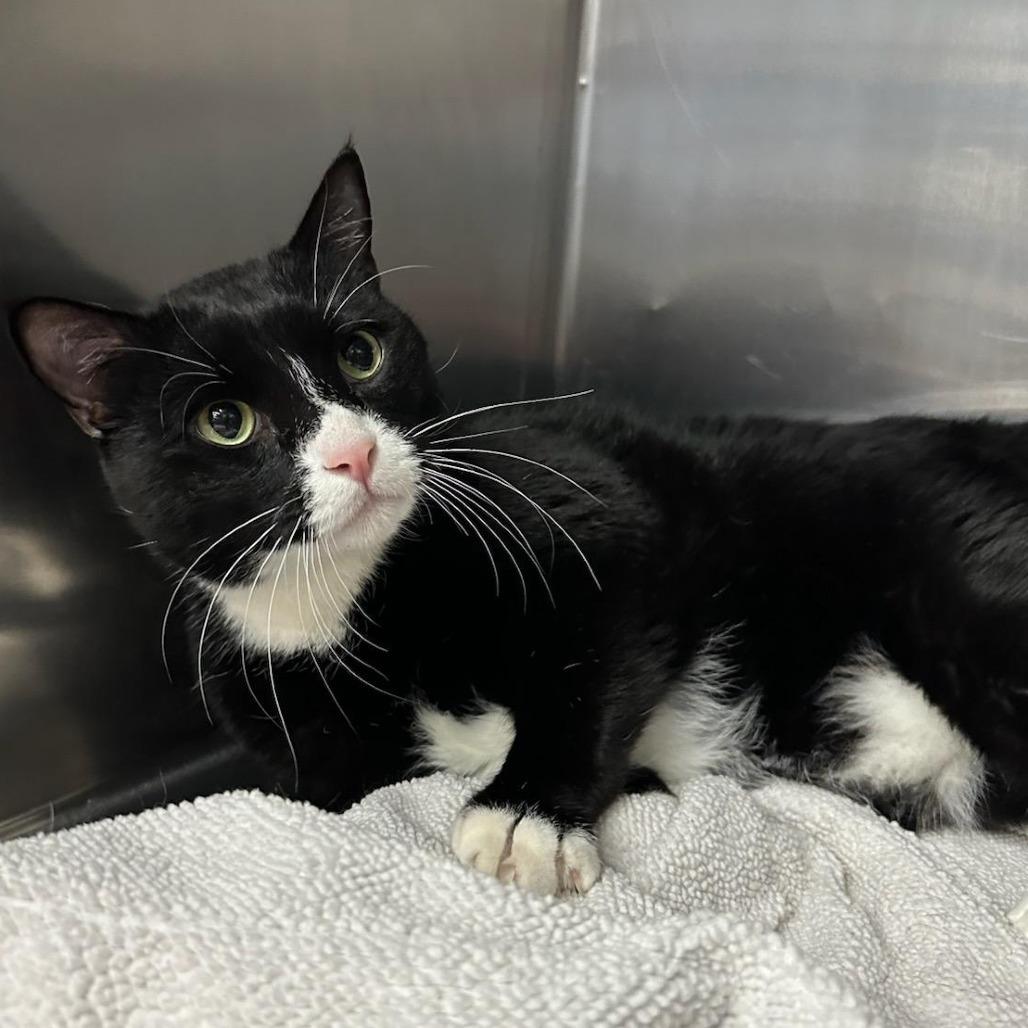 Enlarge Carrot, a Adoptable Domestic Short Hair in Spokane, WA image 3/4