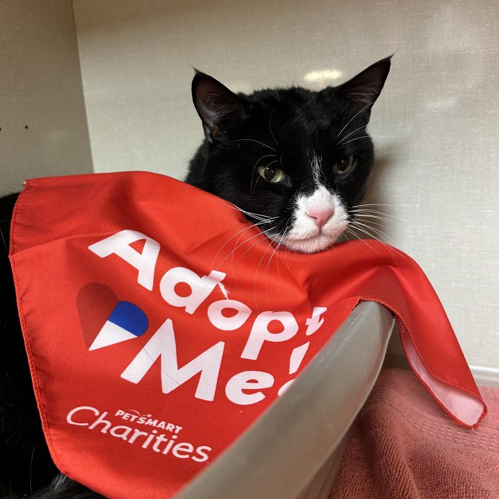 Enlarge Carrot, a Adoptable Domestic Short Hair in Spokane, WA image 4/4