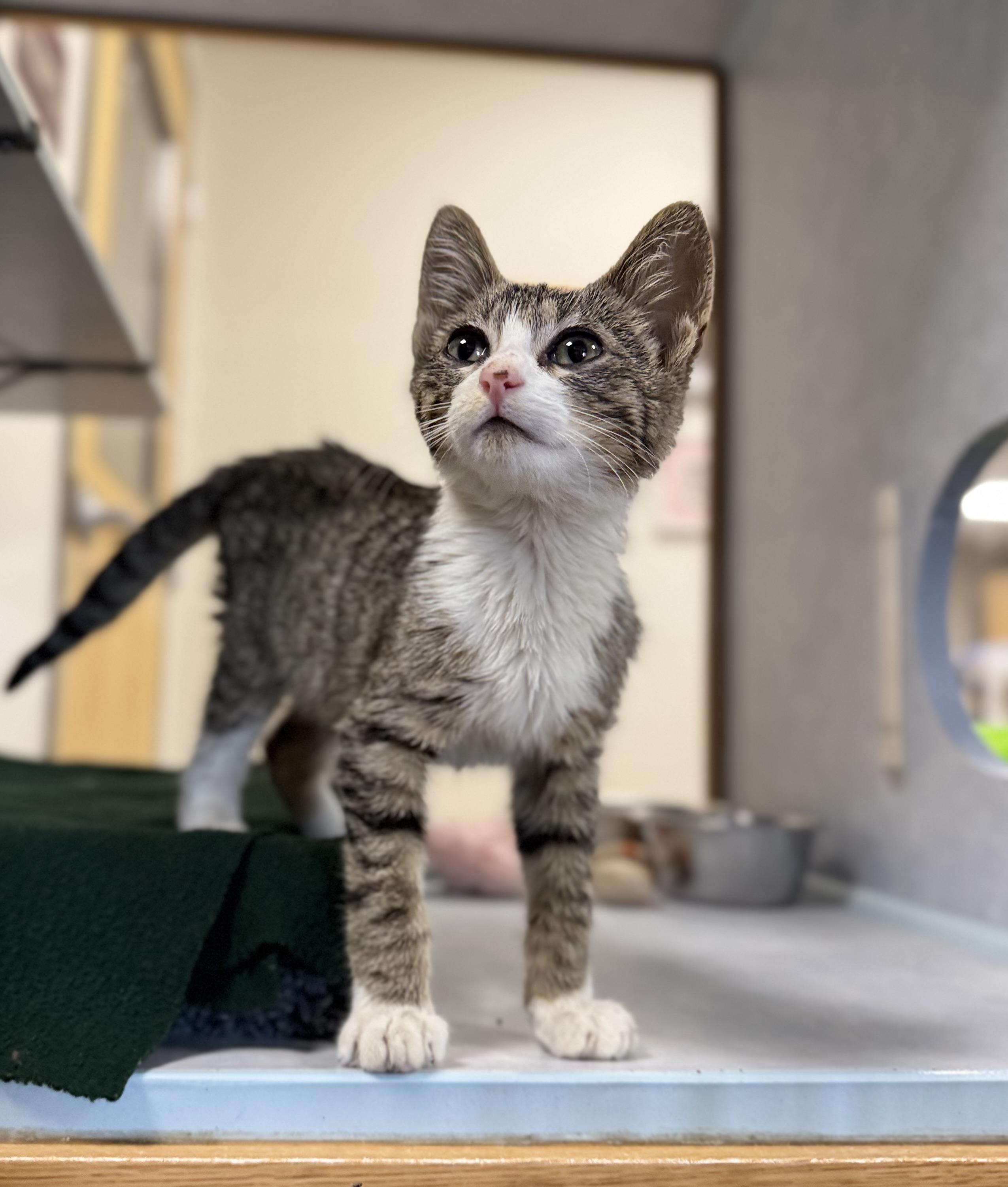 Wyatt, adopted, Kitten Male Domestic Short Hair & Tabby.