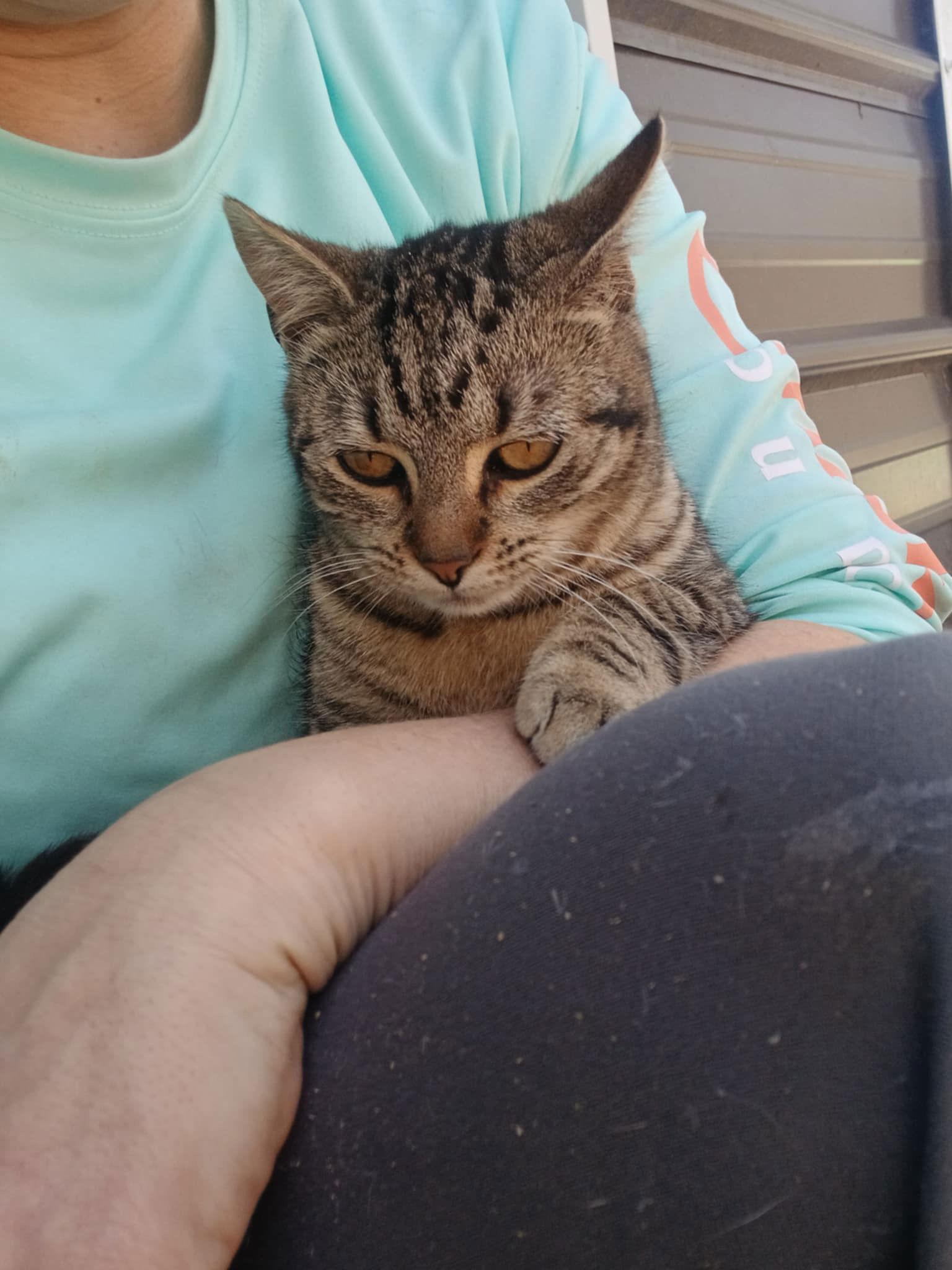 Judy C Cunninghman, Adoptable, Kitten Female Tabby.