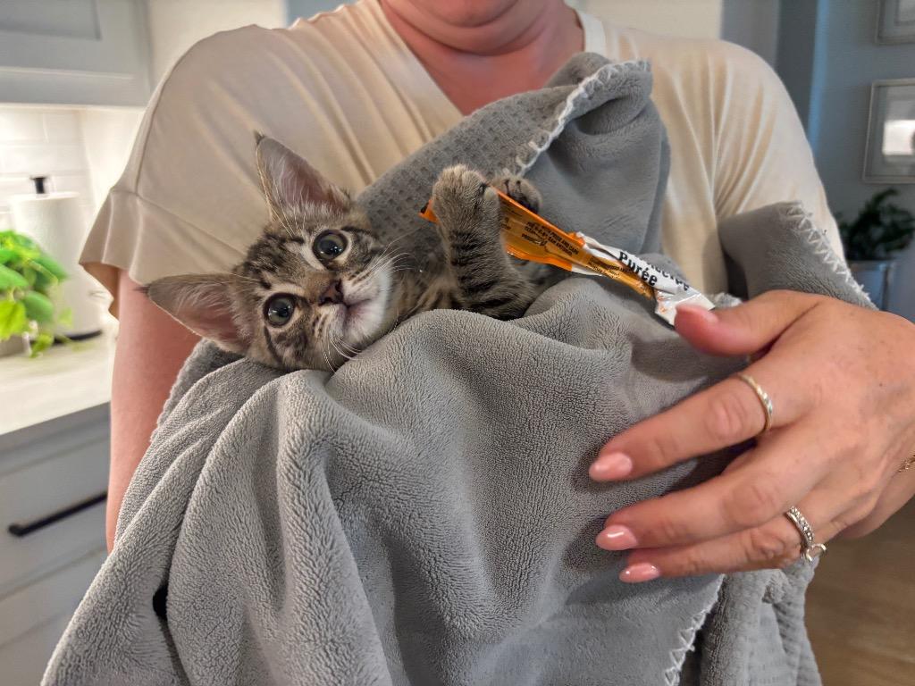 Nala, Adoptable, Kitten Female Domestic Short Hair.