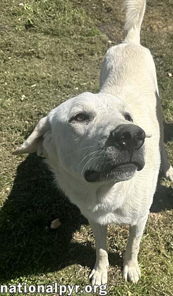 Hudson in LA - Loves Back Scratches!