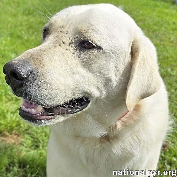 Hudson in LA - Loves Back Scratches!, Adoptable, Adult Male Great Pyrenees.