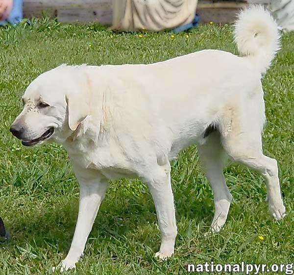 Enlarge Hudson in LA - Loves Back Scratches!, a Adoptable Great Pyrenees in Lake Charles, LA image 3/4