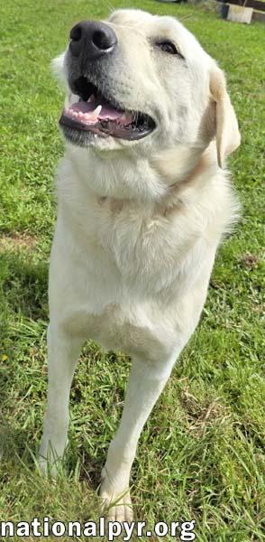 Enlarge Hudson in LA - Loves Back Scratches!, a Adoptable Great Pyrenees in Lake Charles, LA image 2/4
