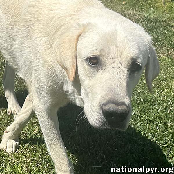 Enlarge Hudson in LA - Loves Back Scratches!, a Adoptable Great Pyrenees in Lake Charles, LA image 1/3