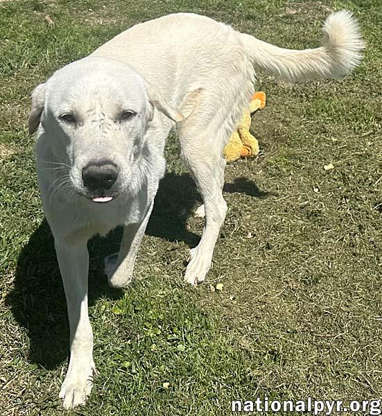 Enlarge Hudson in LA - Loves Back Scratches!, a Adoptable Great Pyrenees in Lake Charles, LA image 2/3