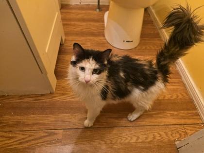 Puddles, Adoptable, Adult Female Domestic Long Hair & Domestic Short Hair.