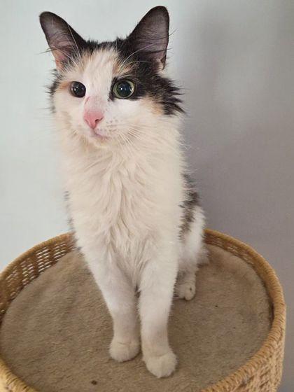 Enlarge Puddles, a Adoptable mixed breed in Berwick, PA image 2/2