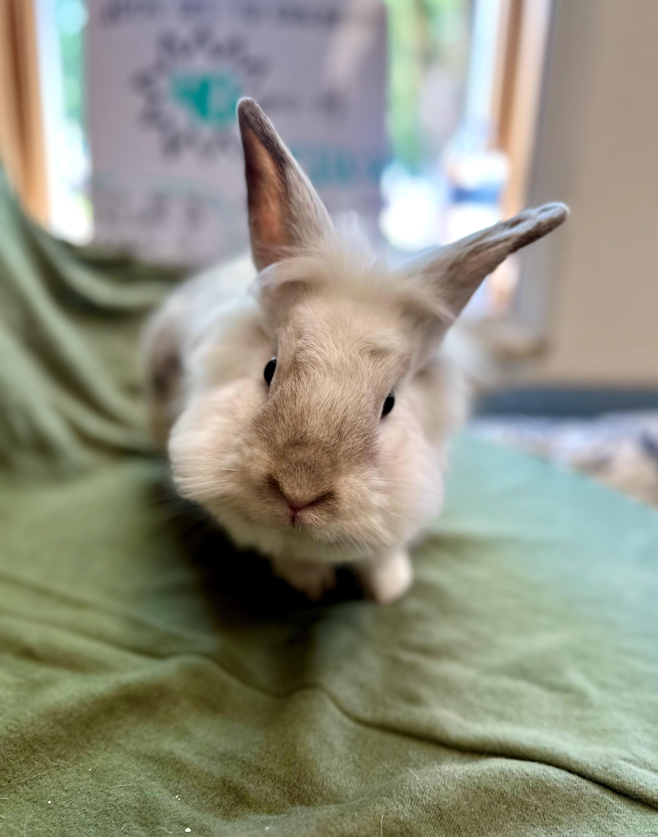 Gizmo, Adult Male unknown