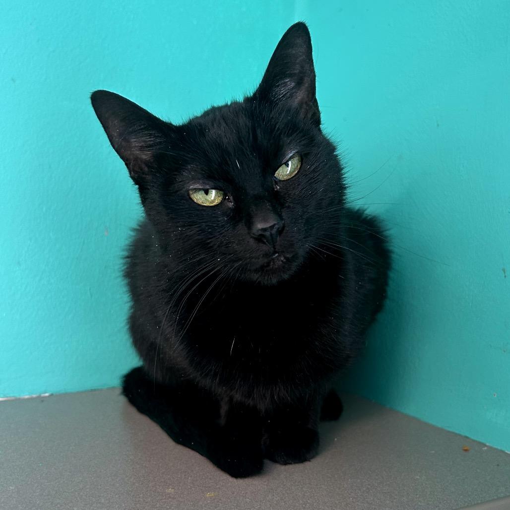 Ruto, Adoptable, Adult Female Domestic Short Hair & Domestic Short Hair.