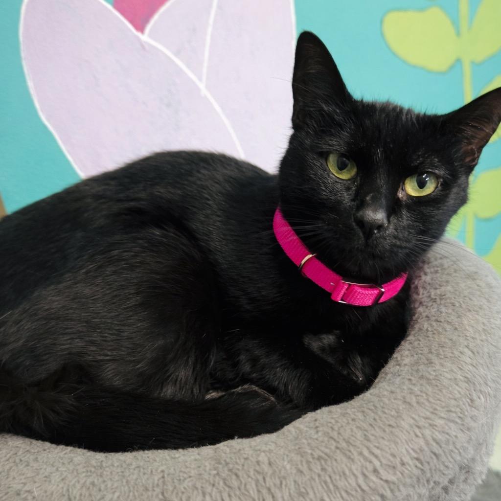 Ruto, a Adoptable mixed breed in Binghamton, NY image 3/5