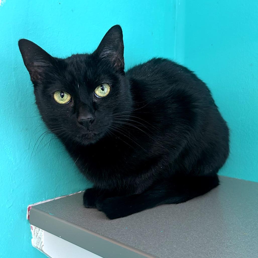 Ruto, a Adoptable mixed breed in Binghamton, NY image 4/5