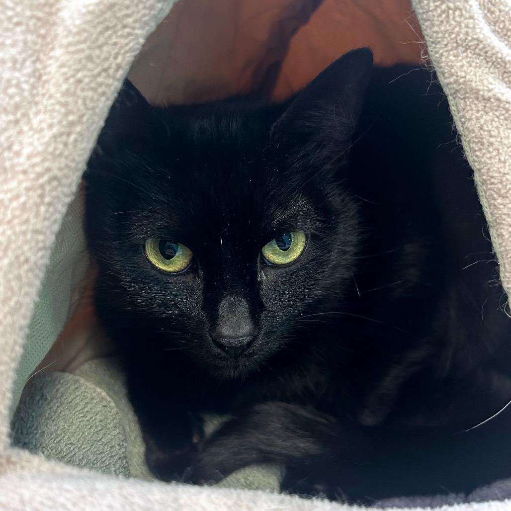 Ruto, a Adoptable mixed breed in Binghamton, NY image 5/5