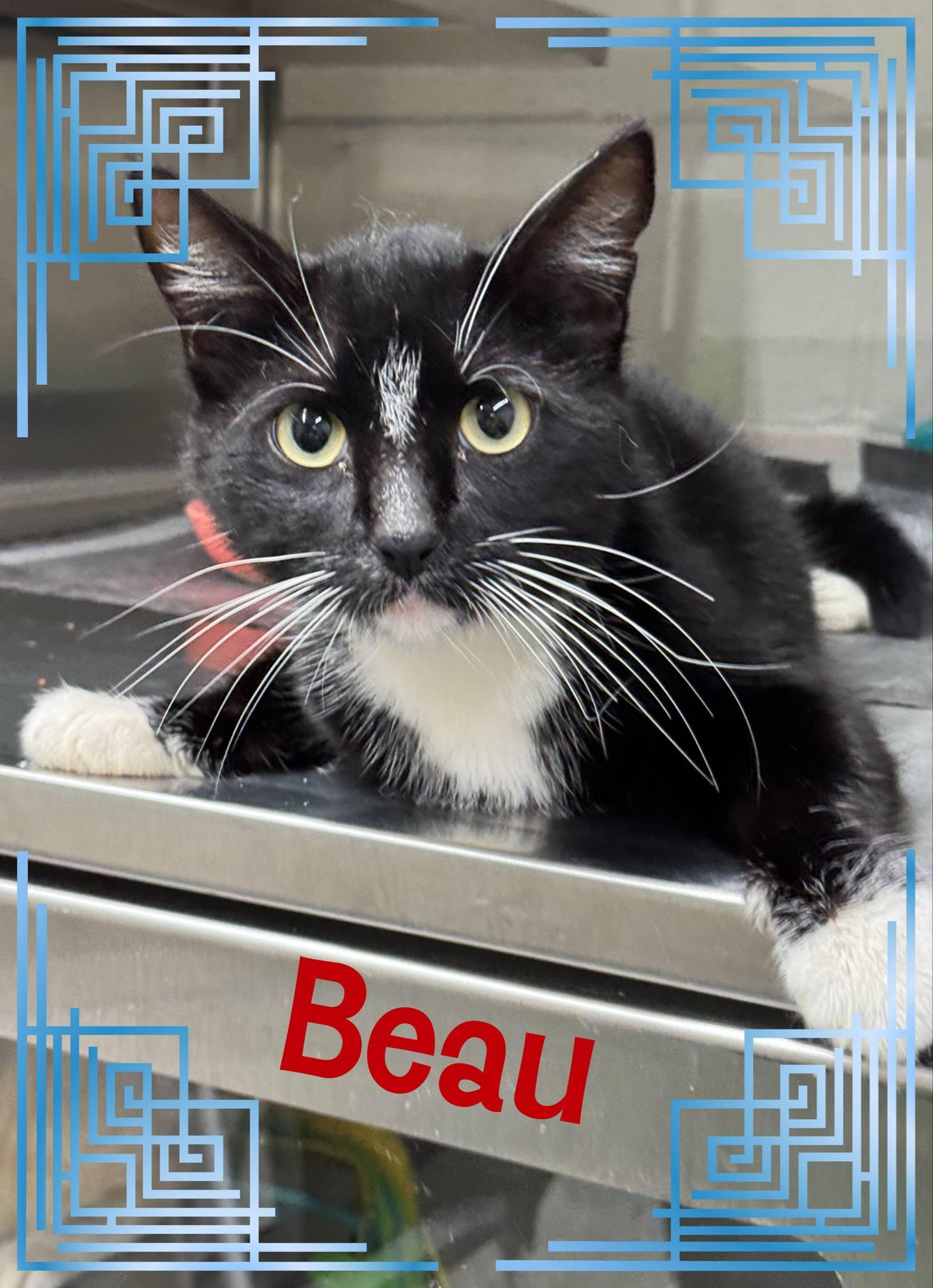 Beau, an adoptable American Shorthair in Bowie, TX, 76230 | Photo Image 1