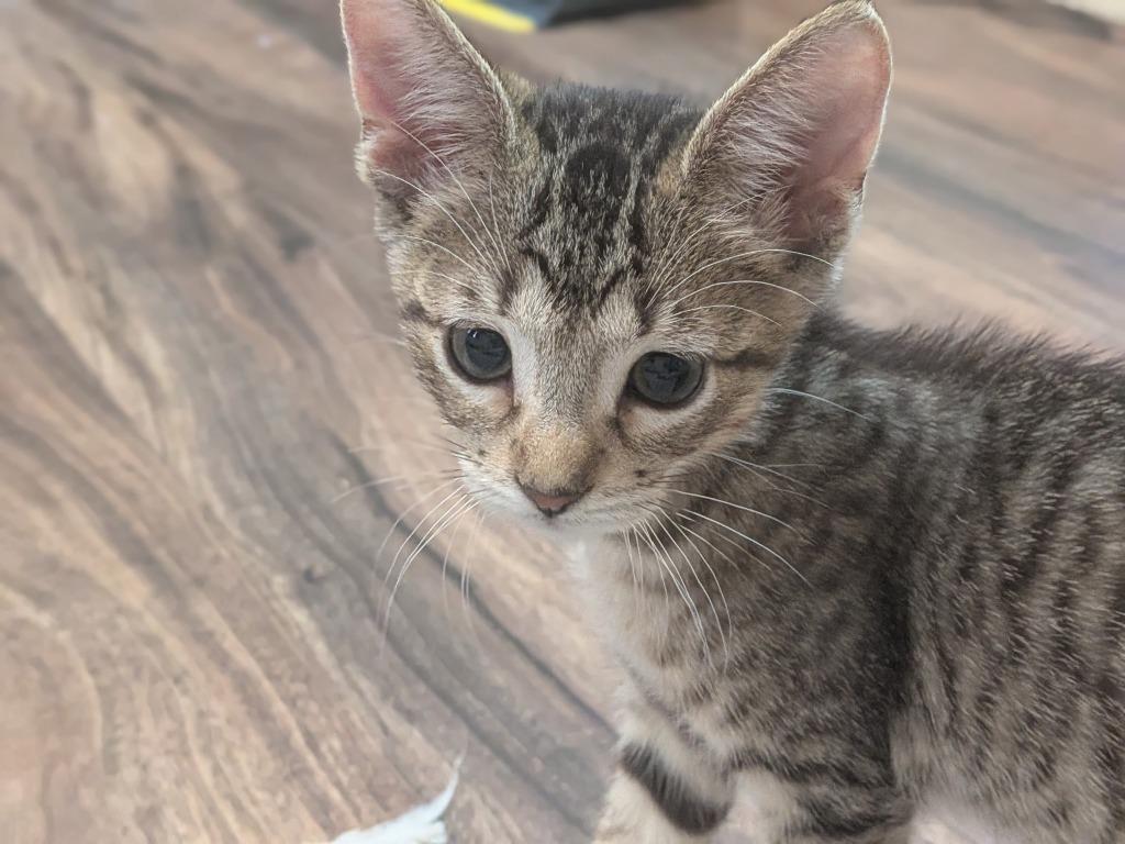 Tiger, Adopted, Kitten Male Domestic Short Hair.