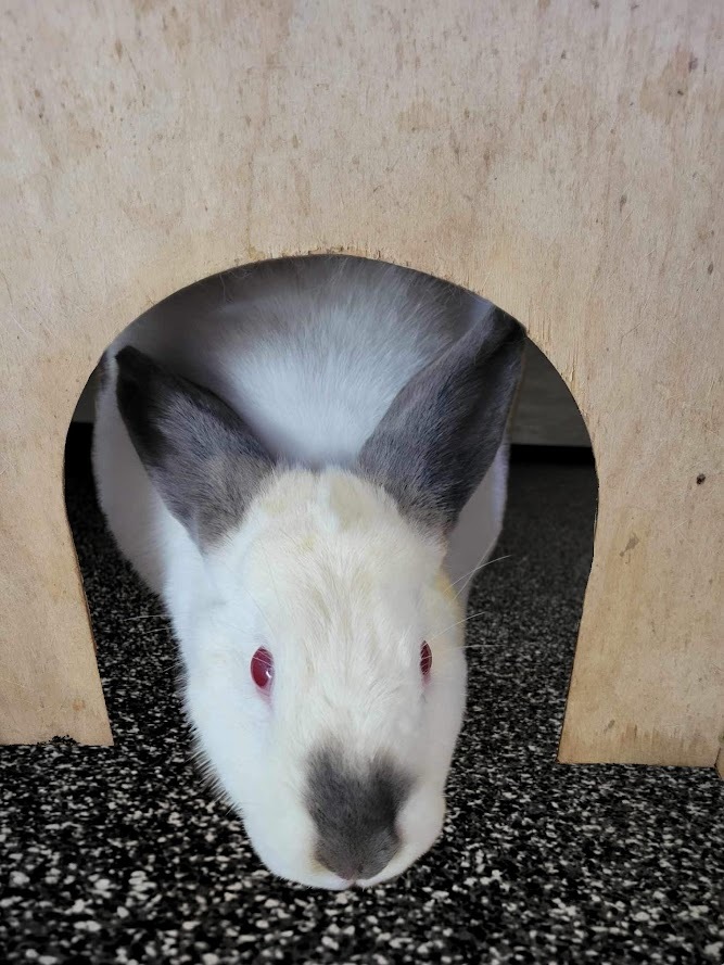 Martina, a Adoptable mixed breed in Ames, IA image 4/4